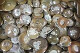 to Goniatite Fossil Buttons (Wholesale Flat) - ~ Pieces #62057-3